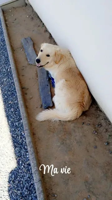 chien lost   33620 Cavignac Raven