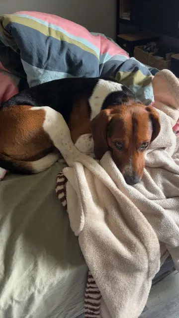 chien lost   33560 Sainte-Eulalie Rio