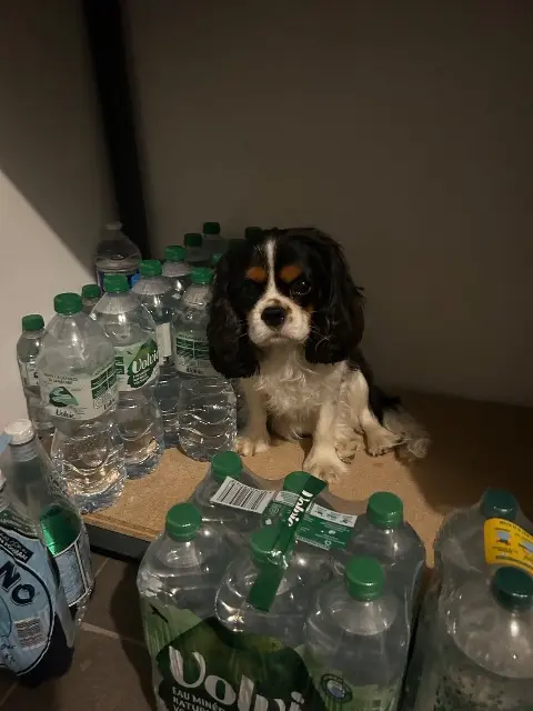 chien lost   33610 Canéjan Rocky