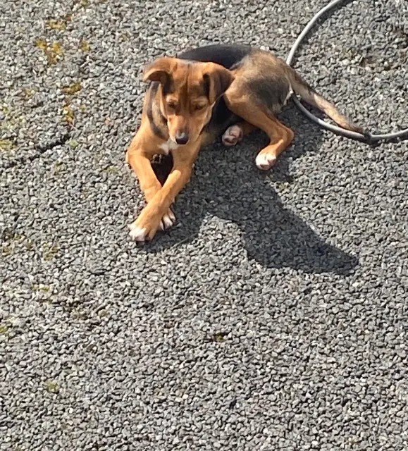 chien lost   33150 Cenon Rocky