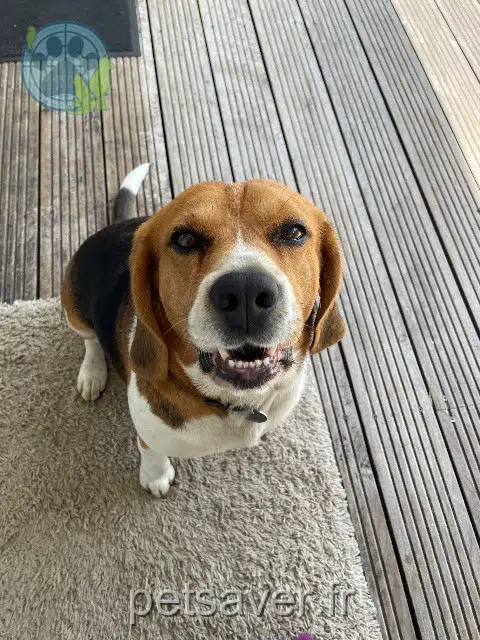 chien lost   33770 Salles Ruben