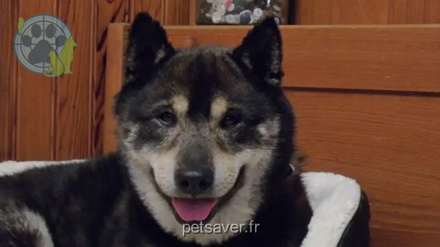 dog lost 33110 Le Bouscat rusty dog lost 33110 Le Bouscat rusty