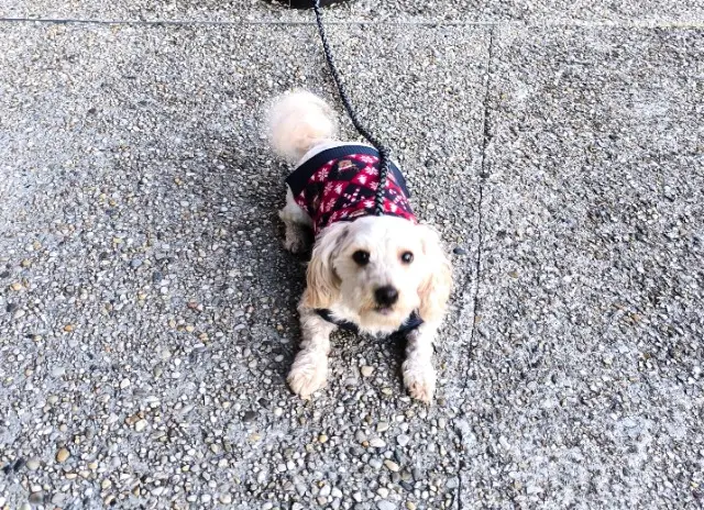 chien lost   33600 Pessac Sansnom