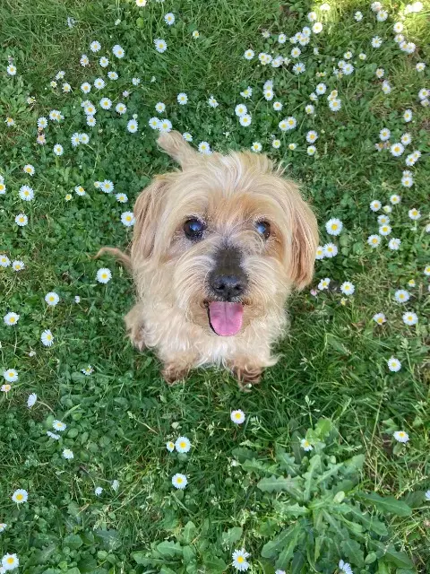 chien lost   33750 Beychac-et-Caillau Snoopy