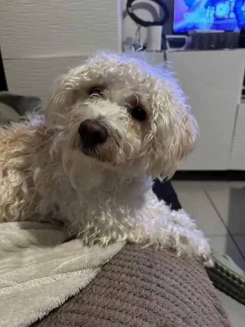 chien lost   33320 Eysines Swiff