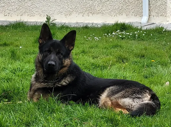 Chien Perdu 33 Gironde - Thor Chien Perdu 33 Gironde - Thor