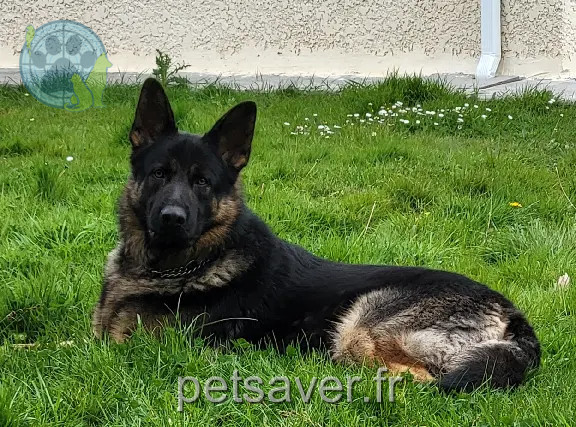 Chien Perdu 33 Gironde - Thor Chien Perdu 33 Gironde - Thor
