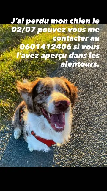 chien lost   33240 Cubzac-les-Ponts Tiger