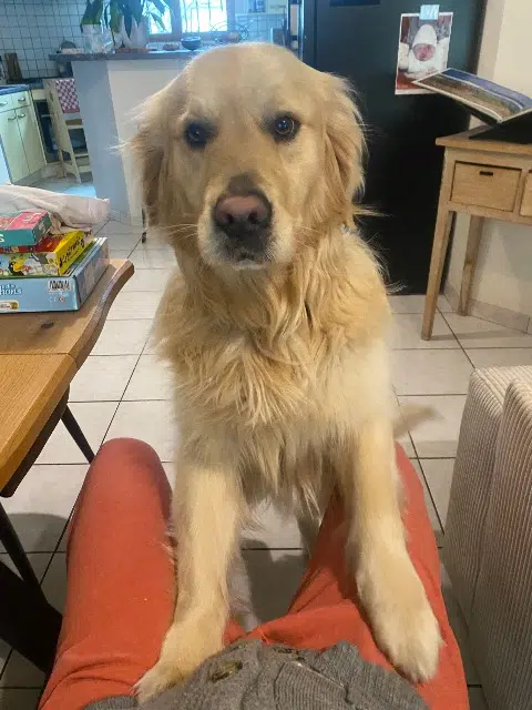 chien lost   33140 Villenave-d'Ornon Tupac