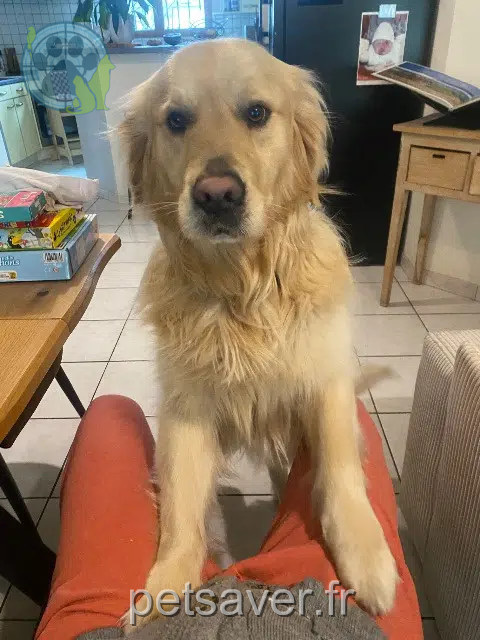 perro perdido 33140 Villenave-d'Ornon Tupac perro lost 33140 Villenave-d'Ornon Tupac