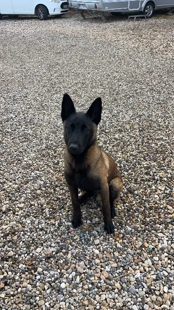 chien lost   33240 Saint-André-de-Cubzac Turbo