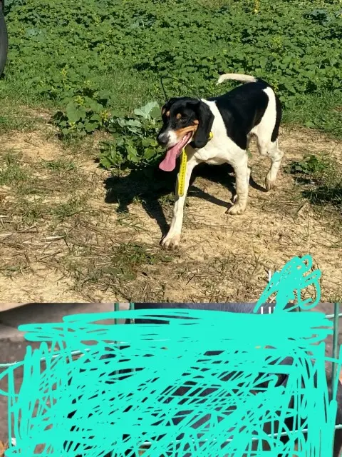 chien lost   33124 Auros Umi