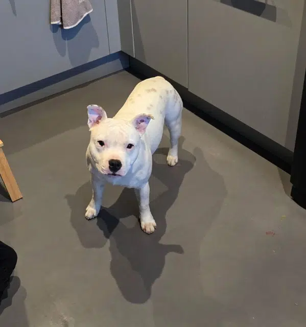 chien lost   33650 Martillac Uno