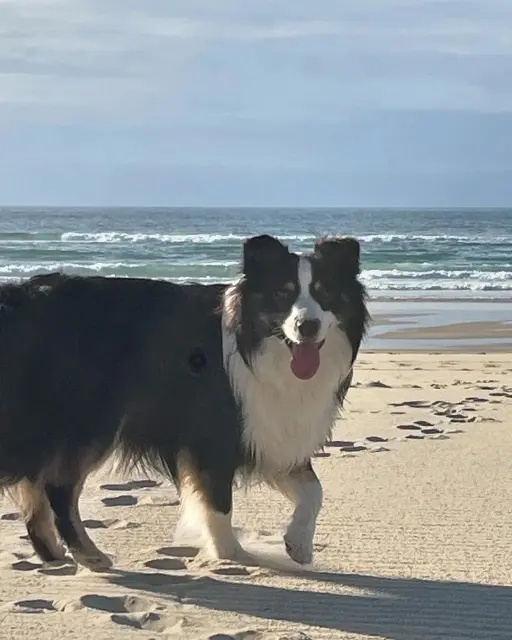 chien lost   33138 Lanton Usko