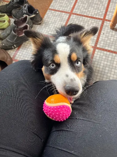 chien lost   33440 Ambarès-et-Lagrave Vhelios