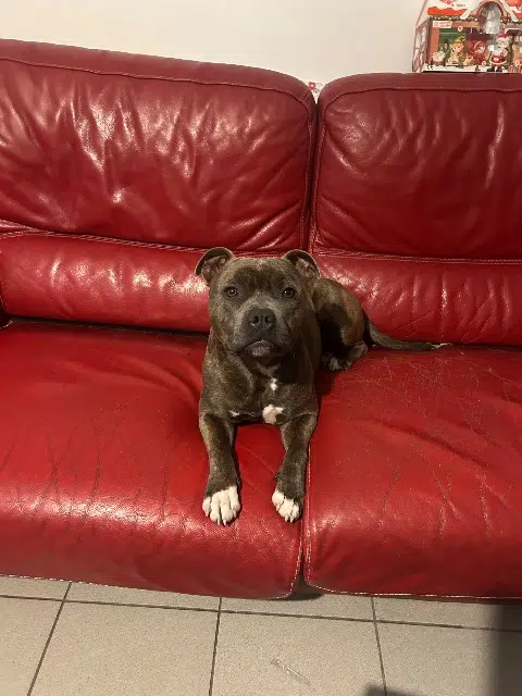 chien lost   33420 Daignac Vogui