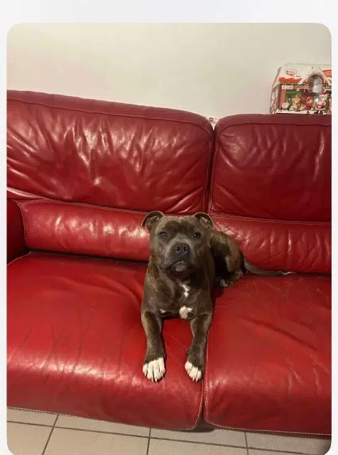 chien lost   33420 Daignac Voguy