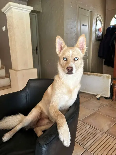 chien lost   33290 Le Pian-Médoc Volt