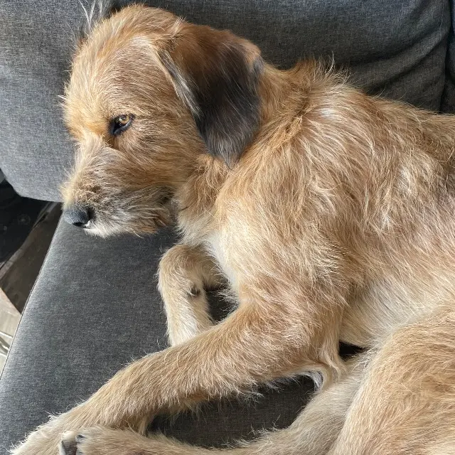 chien lost   33350 Belvès-de-Castillon Voltaire