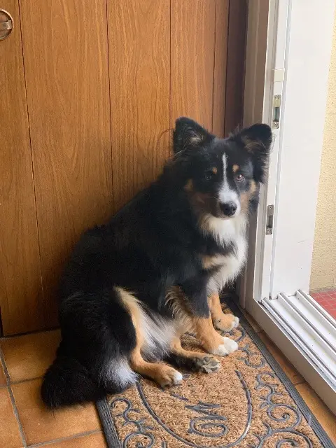 chien lost   33600 Pessac Voyou