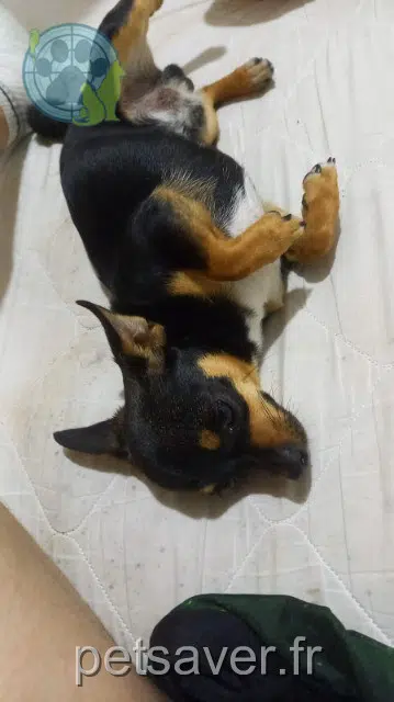 hond lost   33230 Guîtres Woody
