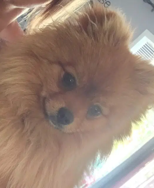 chien lost   33230 Coutras Yochi