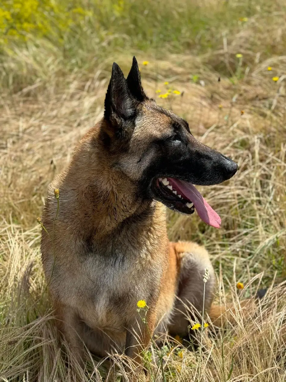 Chien Perdu 33 Gironde Chien Perdu 33 Gironde