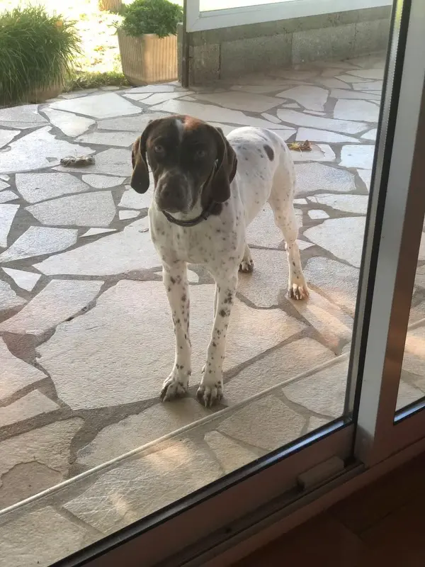 Chien Perdu 34 Hérault Chien Perdu 34 Hérault