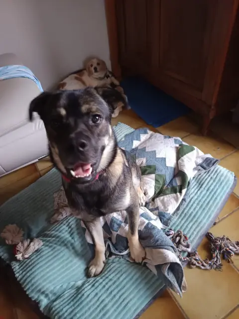 chien lost   34450 Vias Amon