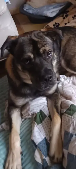 chien lost   34450 Vias Amon