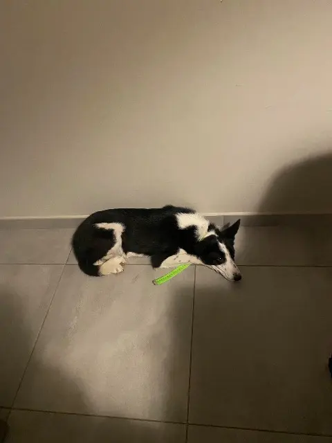 chien lost   34760 Boujan-sur-Libron Arper