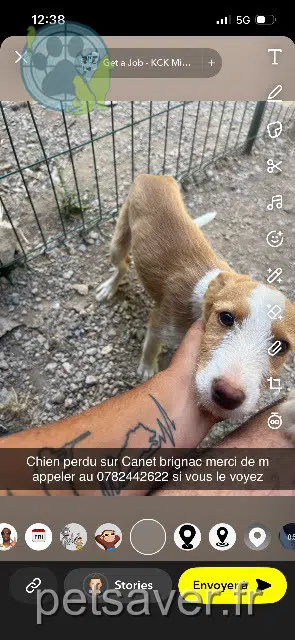 chien lost 34800 Canet Bayle
