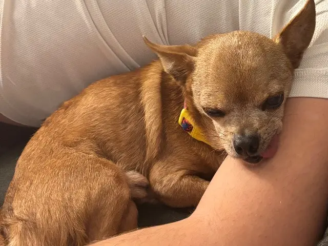 chien lost   34200 Sète Boubou