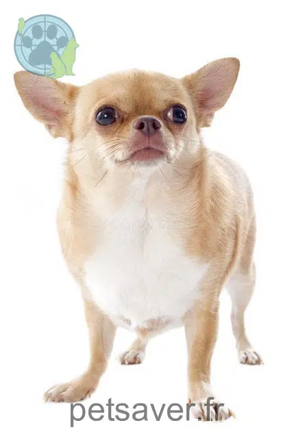 chien lost   34110 Frontignan Bowl