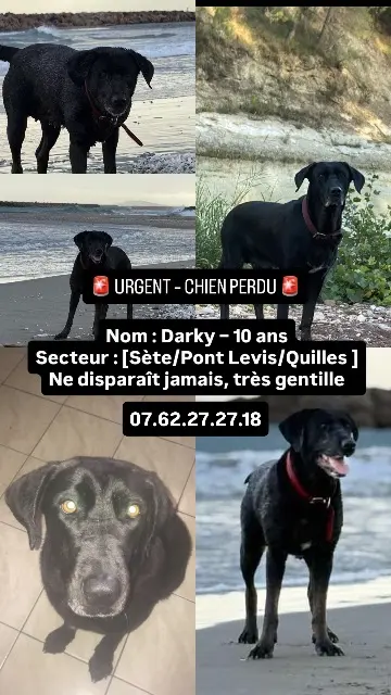chien lost   34200 Sète Darky