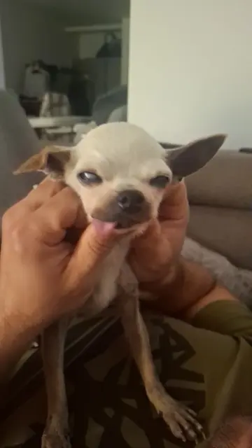 chien lost   34160 Saint-Bauzille-de-Montmel Dolly