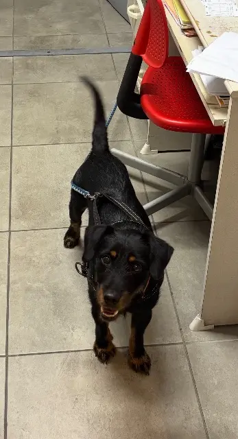 chien lost   34110 Vic-la-Gardiole Douwi