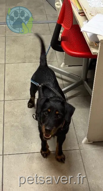 cão perdido 34110 Vic-la-Gardiole Douwi cão lost 34110 Vic-la-Gardiole Douwi