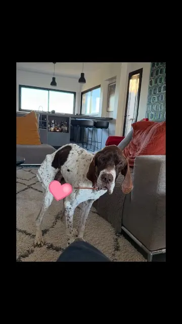 chien lost   34200 Sète Flinte