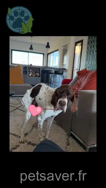 chien perdu 34200 Sète Flinte chien lost 34200 Sète Flinte