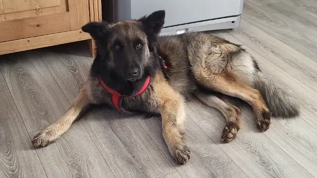 chien lost   34800 Clermont-l'Hérault Gold