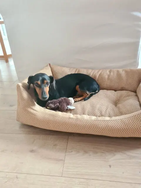 chien lost   34300 Agde Hamlet