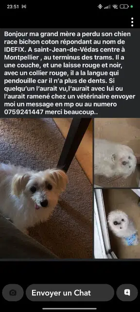 chien lost   34430 Saint-Jean-de-Védas Idéfix