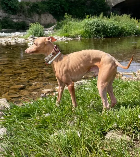 chien lost   34260 Le Bousquet-d'Orb Ileven