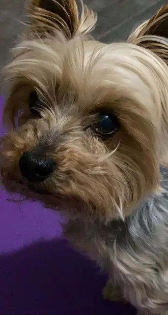 chien lost   34290 Montblanc Ioko