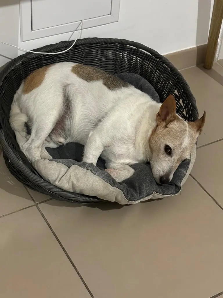 Chien Perdu 34 Hérault - Iouky Chien Perdu 34 Hérault - Iouky