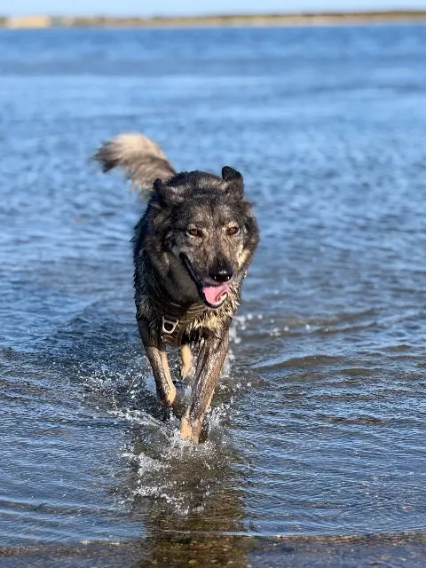 chien lost   34750 Villeneuve-lès-Maguelone Iskar