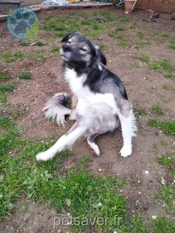 Chien Perdu 34 Hérault - Koro Chien Perdu 34 Hérault - Koro