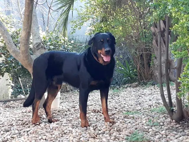 chien lost   34820 Teyran Leito