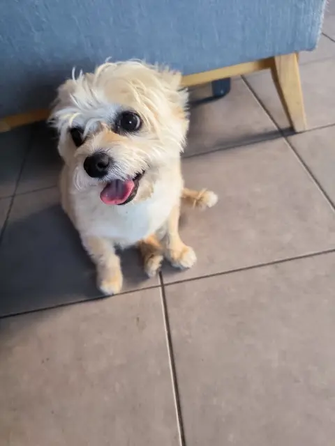 chien lost   34350 Valras-Plage Lutin